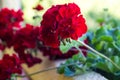 Red geraniums with clusters of unopened flowers Royalty Free Stock Photo