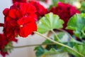 Red geraniums with clusters of unopened flowers Royalty Free Stock Photo