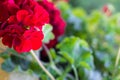 Red geraniums with clusters of unopened flowers Royalty Free Stock Photo
