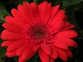 Close-Up of Red Gerber Daisy Flower Blossom Bloom Petal Royalty Free Stock Photo