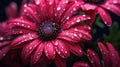 Close up of red gerbera daisy flower with water drops Royalty Free Stock Photo