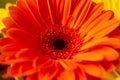 Close up of a red gerbera flower, red flower background Royalty Free Stock Photo