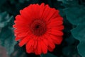 Close-up of a red gerbera flower on a dark background Royalty Free Stock Photo
