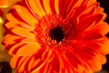 Close up of a red gerbera flower, red flower background Royalty Free Stock Photo