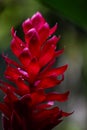 Close up on Red Ginger bracts. Royalty Free Stock Photo