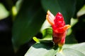 Close up red ginger Costus woodsonii flower in summer at a botanical garden. Royalty Free Stock Photo