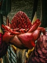 Close-up a red ginger or Etlingera flower Royalty Free Stock Photo