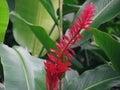 Close up Red ginger flower, beautiful tropical flowering plant i Royalty Free Stock Photo