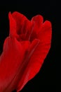 Deep red Gladioli flower. close up. Royalty Free Stock Photo