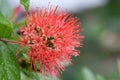 Close up of Red Golden Penda flower, Flowering Red Xanthostemon Chrysanthus In Breathtaking Bloom with rain drop