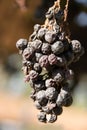 Close up Red grape dried on the tree