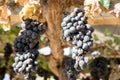 Close up Red grape dried on the tree