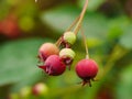 Amelanchier Canadensis Fruits