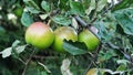 Red green apples growing on apple tree. Royalty Free Stock Photo