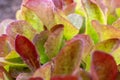 Close-up of red-green fresh lettuce leaves salad Royalty Free Stock Photo