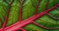 Close-Up of a Red and Green Leaf Texture Royalty Free Stock Photo