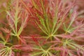 Close-up of red-green leaves of the dwarf maple Acer japonicum i Royalty Free Stock Photo