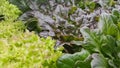 Close up of red and green lettuce Royalty Free Stock Photo