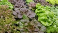 Close up of red and green lettuce Royalty Free Stock Photo