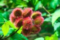 Close up of red and green lychees Litchi chinensis fruits on a tree shining in the sun. Blurred green leaves background -