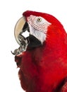 Close-up of a Red-and-green macaw cleaning itself Royalty Free Stock Photo