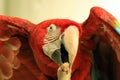 Macaw Royalty Free Stock Photo