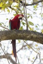Close up of a red-and-green macaw perched on a tree branch Royalty Free Stock Photo