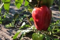 Close-up of red and green peppers growing in the vegetable garden Royalty Free Stock Photo