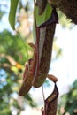 Close up of a red and green Pitcher Plant, Nepenthes maxima, cup using selective focus and a blurred background Royalty Free Stock Photo