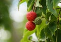 Close up of the red and green tiny fruits of Japanese Flowering Dogwood tree Royalty Free Stock Photo