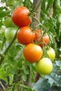 Close Up of Red and Green Tomato Fruits on Plant