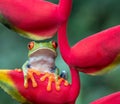 Close up of red and green tree frog in red heliconia plant Royalty Free Stock Photo