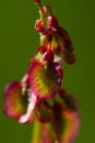 Close up red, green and yellow flowers of docks or sorrels