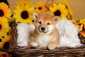 Close-up of a red-haired Shiba Iny puppy lies on soft white blanket in brown basket isolated on a yellow background, among the Royalty Free Stock Photo