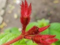 Close-up of a Red, Hairy, Budding Plant Royalty Free Stock Photo