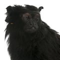 Close-up of Red-handed Tamarin, Saguinus midas, 6 years old Royalty Free Stock Photo