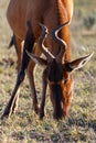 Close up of a red hartebeest eating grass Royalty Free Stock Photo