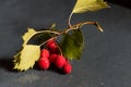 Studio shot hawthorn berries on dark background Royalty Free Stock Photo