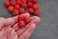 Close-up of red hawthorn fruit on black background Royalty Free Stock Photo