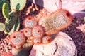 Close up of red headed Irishman cactus Royalty Free Stock Photo