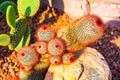 Close up of red headed Irishman cactus Royalty Free Stock Photo