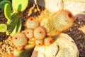 Close up of red headed Irishman cactus Royalty Free Stock Photo