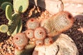 Close up of red headed Irishman cactus