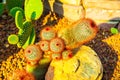 Close up of red headed Irishman cactus
