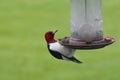 Close up of a Red Headed Woodpecker clinging to a birdfeeder in Wisconsin