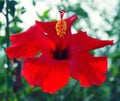 Close-up of red hibiscus flower blossom with yellow stamen and deep red stigma