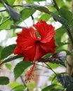 Close up of red hibiscus flower, bokeh background Royalty Free Stock Photo