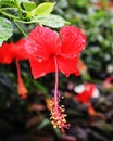 Close up of red hibiscus flower with bokeh background Royalty Free Stock Photo