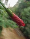 Close up of red hibiscus flower bud with background blur Royalty Free Stock Photo