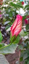 Close Up of Red Hibiscus flower Bud Royalty Free Stock Photo